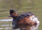 Davi Atkinson_Black-necked Grebe.jpg